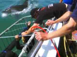  جنوب_أفريقيا:  كيب_تاون:  
 
 Gansbaai, Shark Cage Diving